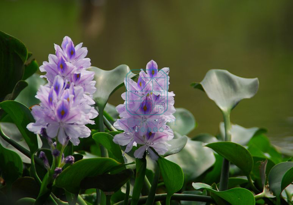 園林景觀常見(jiàn)幾種水景植物，看了就知道